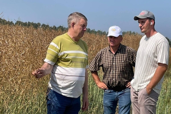 В Брянской области началась уборка рапса