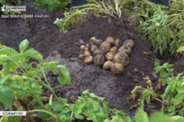 Делегация аграриев Приморья познакомилась с брянским опытом в отрасли растениеводства