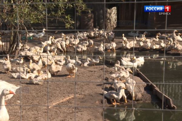 В Брянской области действует программа «Агростартап»