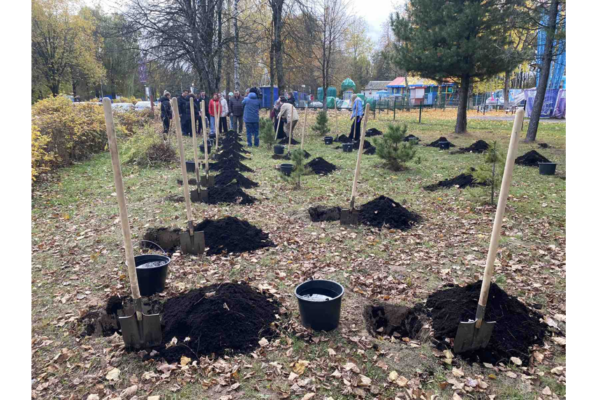 В роще Соловьи в Брянске высадили кедровую аллею