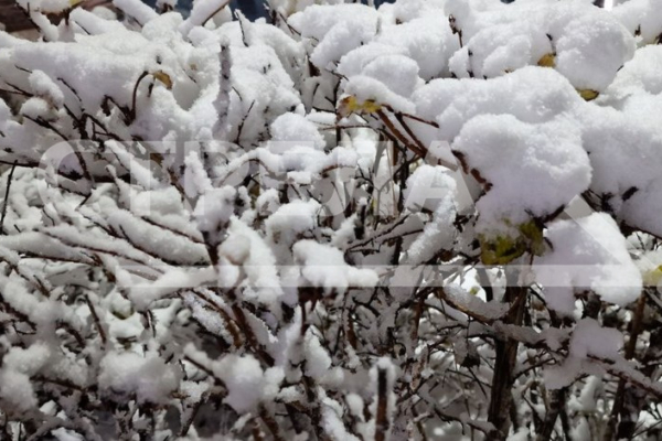 Энергетики «Брянскэнерго» оперативно ликвидируют последствия непогоды