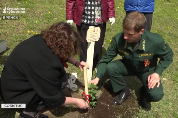 Саженец-клон «Тополя Победы» из Сталинграда высадили в Брянске