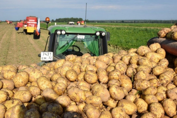 В Брянской области аграрии уберут картофель на площади 34,7 тыс. га