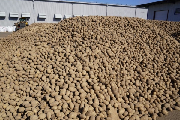 На Погарской картофельной фабрике идет строительство новых производств