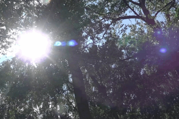 Более 390 миллионов рублей выделили на сохранение лесов Брянщины